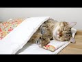 人間みたいにお布団でぐっすり眠る猫!