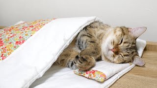 ENG) My cat sleeping soundly on a futon like a human!