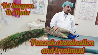 Peacock examination and treatment