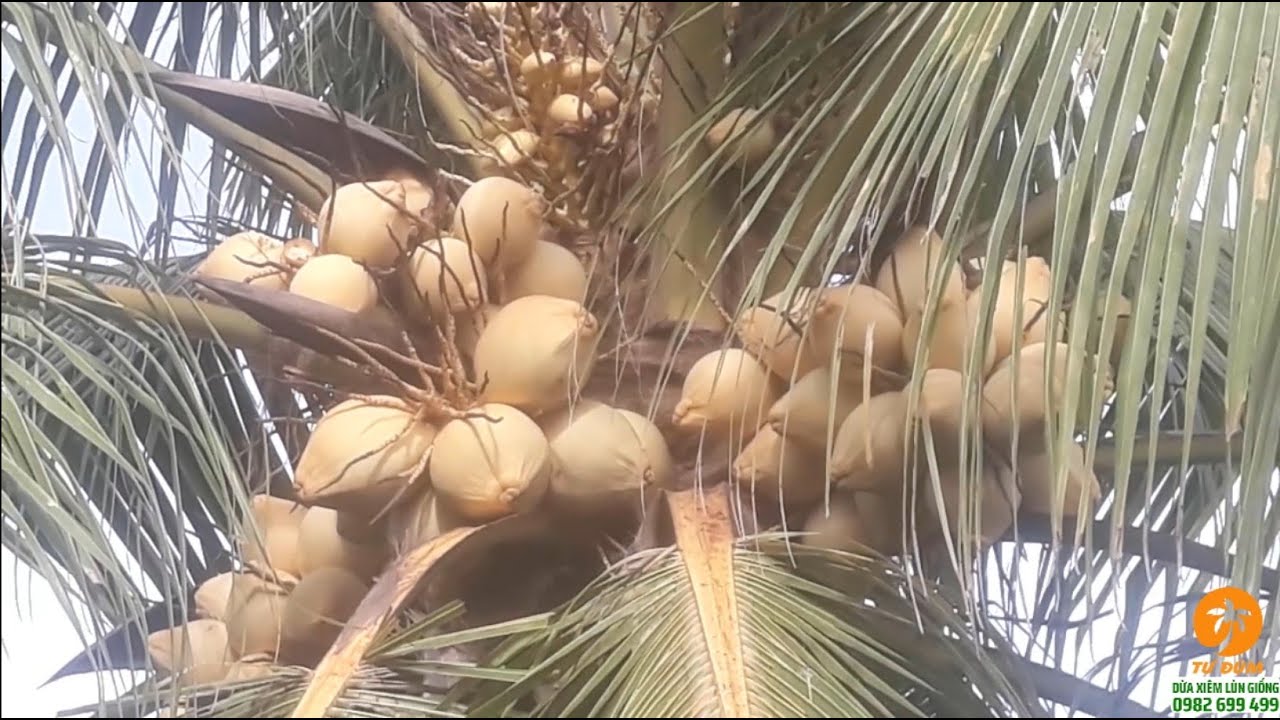 Giới Thiệu Dừa Xiêm Lùn Vàng - Loại trái to đạt chuẩn xuất khẩu. - YouTube