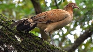 One-legged Female RED JUNGLE-FOWL, Singapore