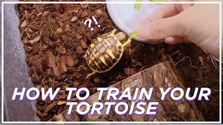 How to train your baby tortoise | 거북이 길들이기