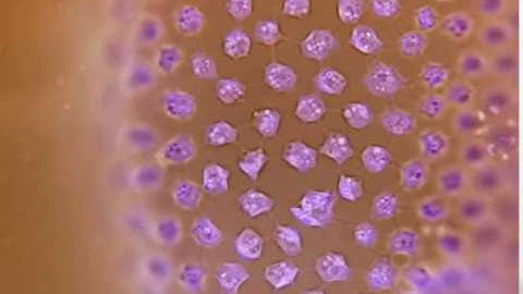 Testing AmScope MU300 microscope camera