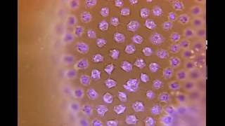 Testing AmScope MU300 microscope camera screenshot 2