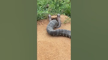 DIY Snake Trap using Piece of steel #creativesnaketrap #buildsnaketrap #shortsvideo #snaketrap