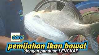 cara pembenihan ikan bawal || dengan menyutikan ovaprim
