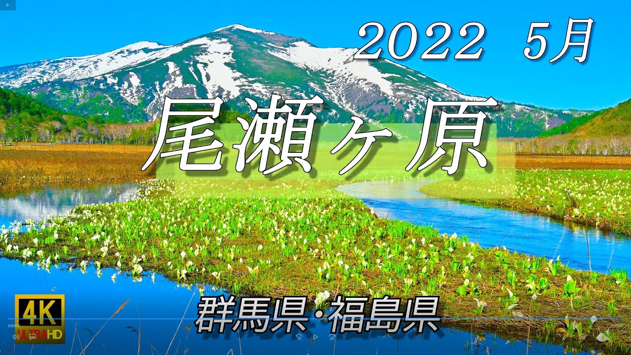 2022 尾瀬の水芭蕉 尾瀬ヶ原 下の大堀川ミズバショウ群生地 - YouTube