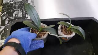 Орхидеи уценка Часть3