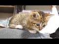 子猫を甘やかしすぎた結果がこれだ！？【赤ちゃん猫】【保護子猫】