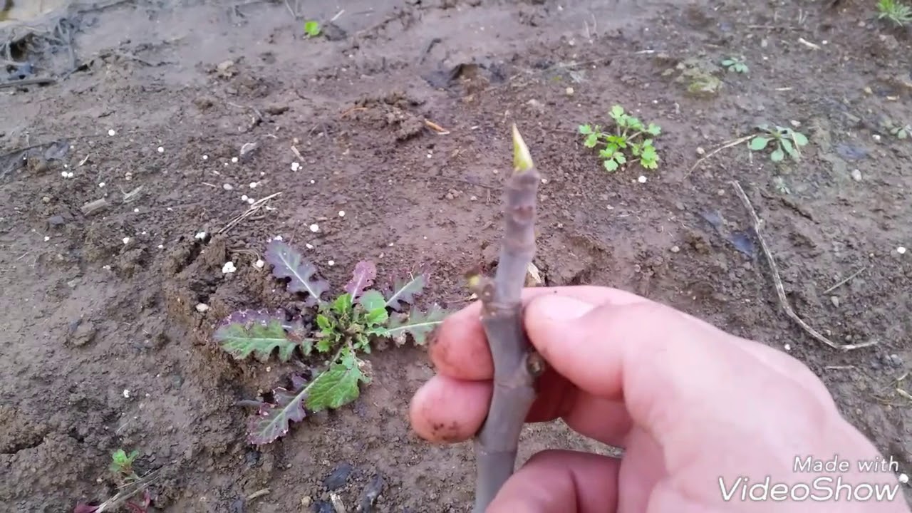 چۆنیەتی قەڵەم کردن و زیاندکردنی هەنجیر