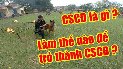 Cảnh Sát Cơ Động là gì? | Làm thế nào để trở thành Cảnh Sát Cơ Động? | Đi nghĩa vụ Công An có khó k?