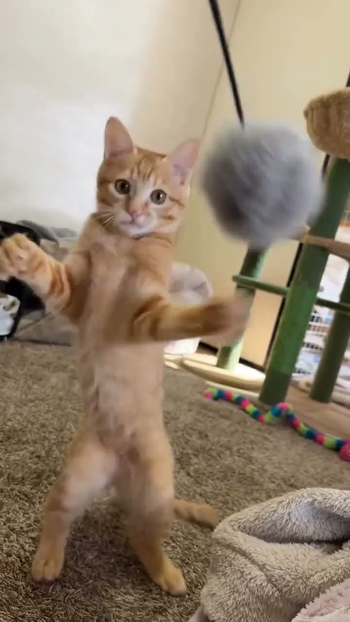 Bébé chaton très mignon ♥️ ♥️ ♥️ ♥️