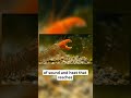 This Tiny Shrimp Creates a Temperature Hotter Than the Sun 🦐🔥 #hydrothermal #hydrothermalvents #hydr