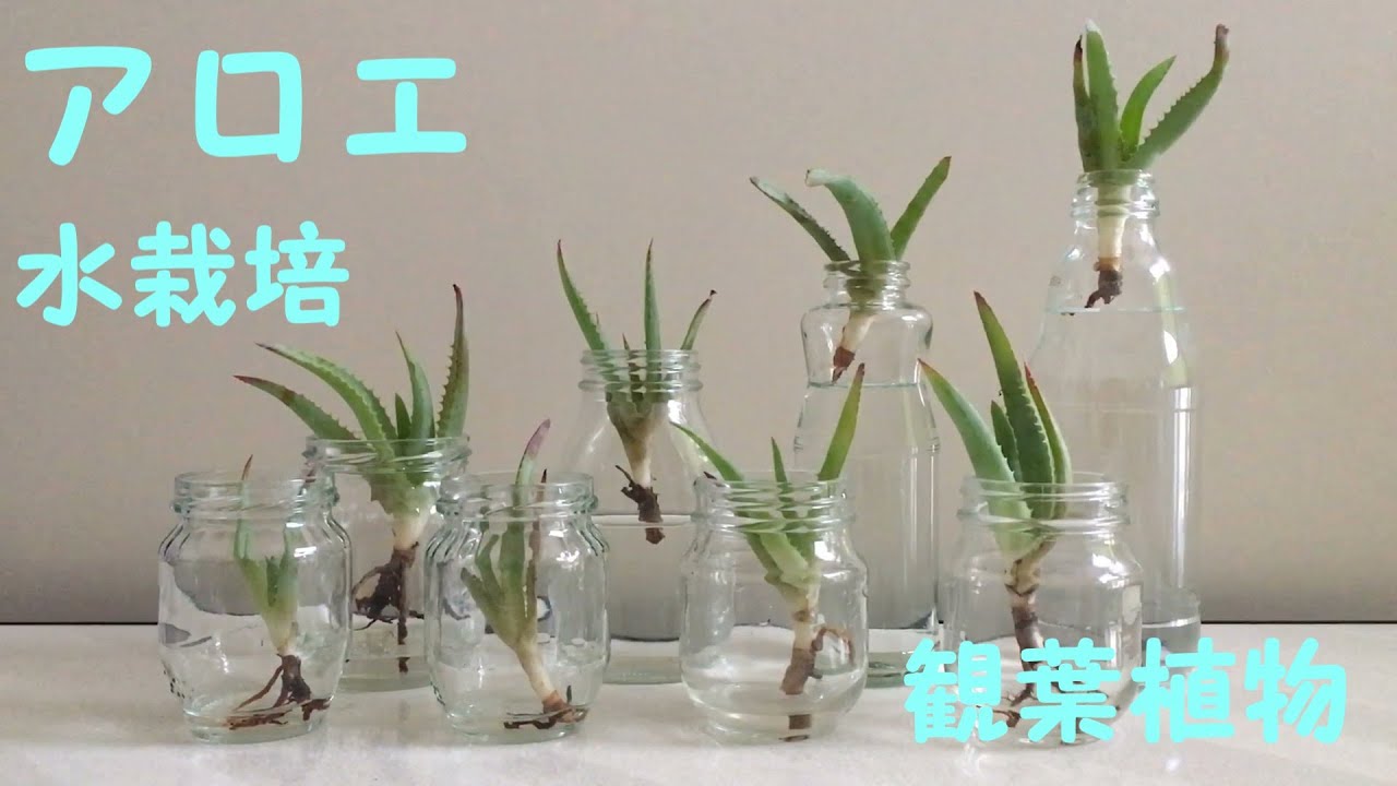 アロエ 水栽培 観葉植物 Youtube