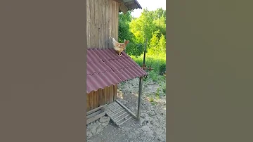 А говорят, что куры не умеют летать #shorts