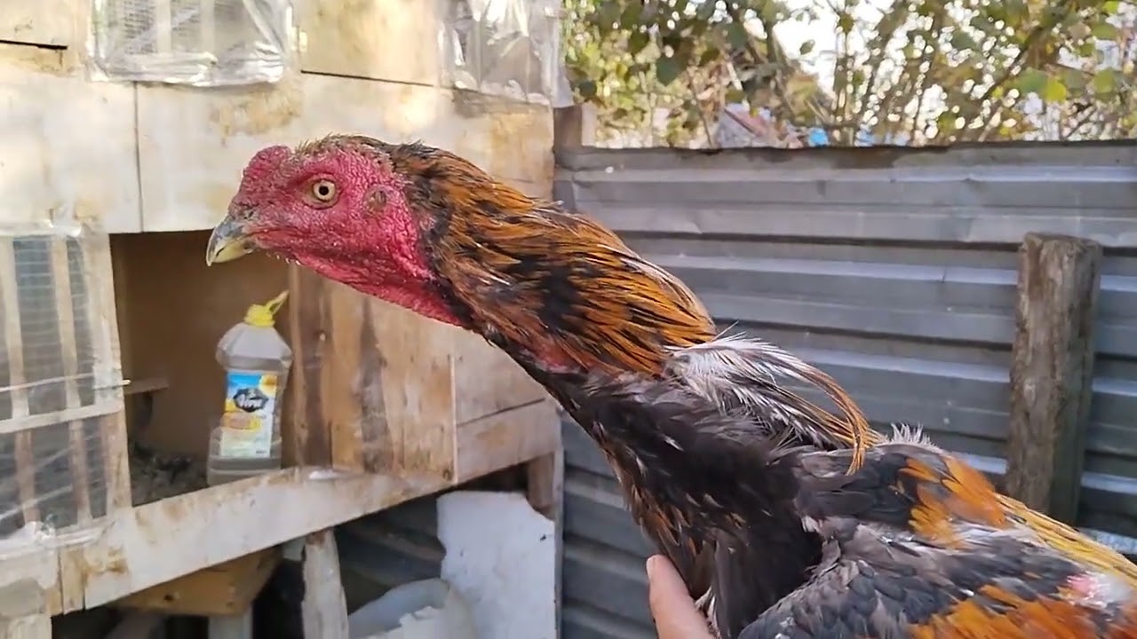 BUGUNDE HOROZ VE TAVUKLARİMİZİN  BİR KİSMİNİ GOSTERDİK 👍