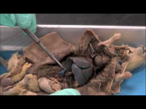 Rat dissection-- Thoracic Cavity & circulatory system - YouTube