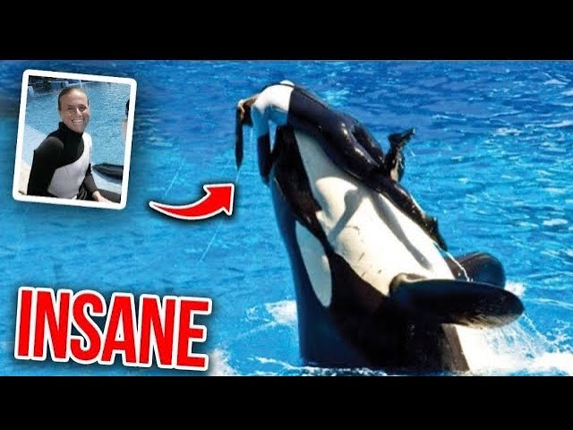 The Terrifying Last Minutes Of Orca Trainer Alexis Martinez - YouTube