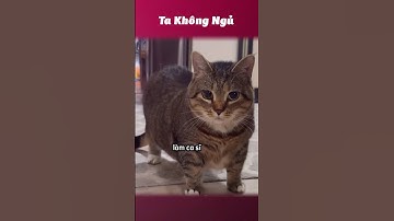 Ca sĩ meowww 😹 #takhongngu