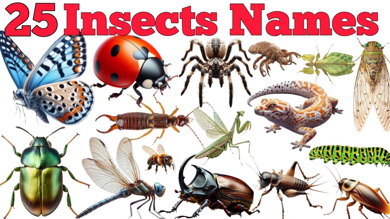 Learn 25 Insects Names In English & Hindi With Fun Facts | Fun Learning For Children