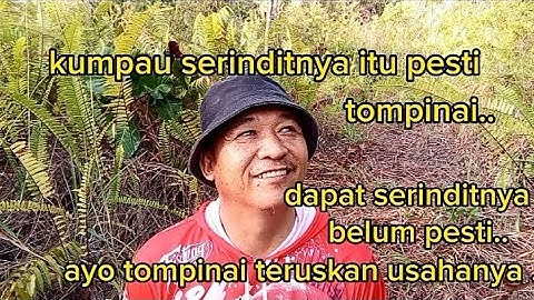 cuba apil port terusan.kumpau tompinai!!#kingteripassolo#pikatburung#mikatserindit#kingserindit