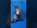 Funny sea lion #PetTok #funnyanimals #USAPetLovers #PetFYP #usa