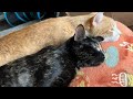 Cheeto &amp; Cali!
