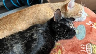 Cheeto &amp; Cali!