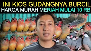 Download Lagu 🔴 KIOS GUDANGNYA BURCIL LENGKAP HARGA MURAH MERIAH MULAI 10 RIBUAN DI PASAR BURUNG PRAMUKA HARI INI MP3