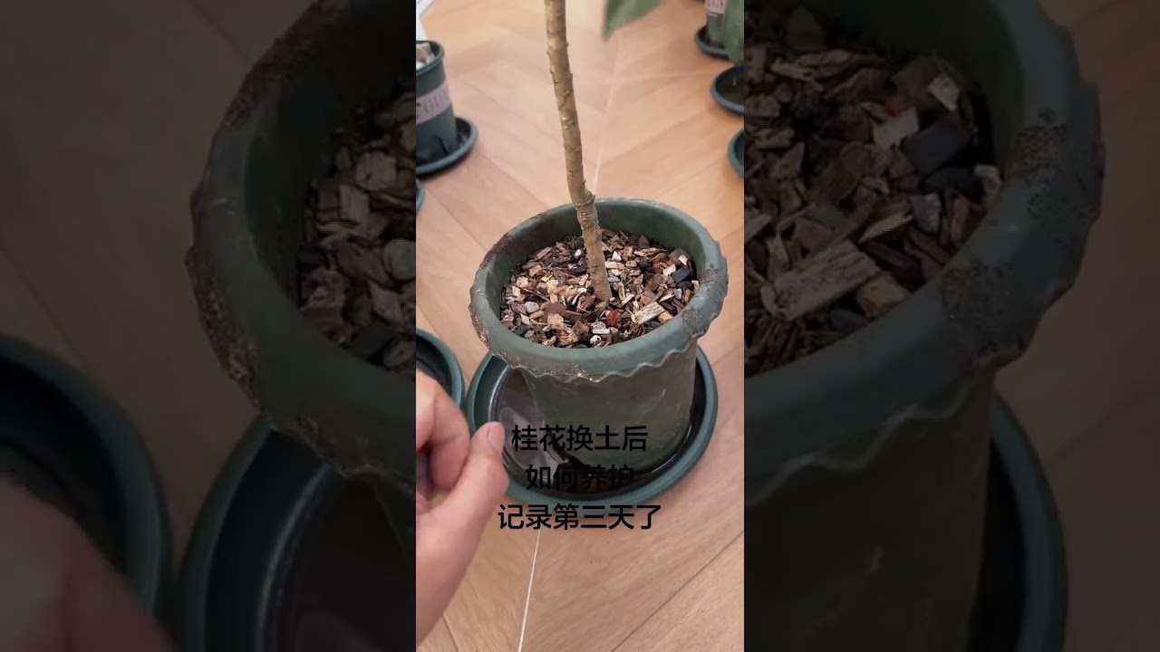 Osmanthus friends who don t know how to grow it follow me for more detailed sharing in the