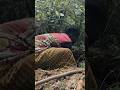 "Hardworking Tribal Woman Digs Deep in the Jungle to Find and Eat Wild Root Fruit#shorts  🌿🍽️"