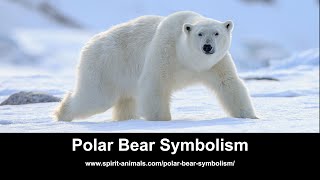 Famous Polar Bear Symbolism Wealth