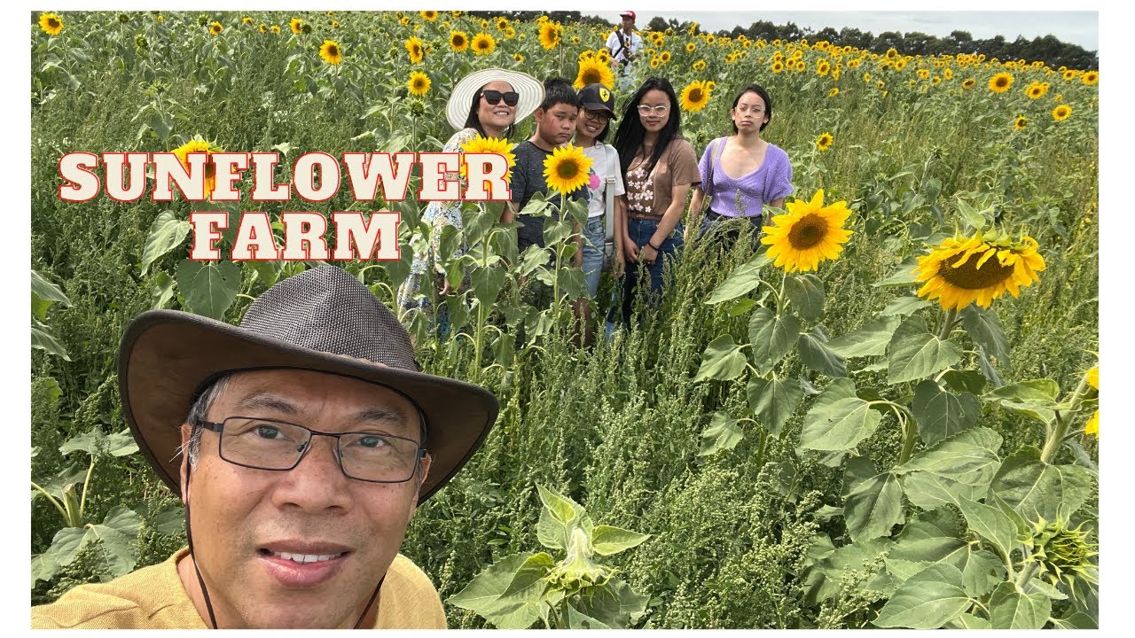 sunflower-farm-sunflowers-dunstan-youtube