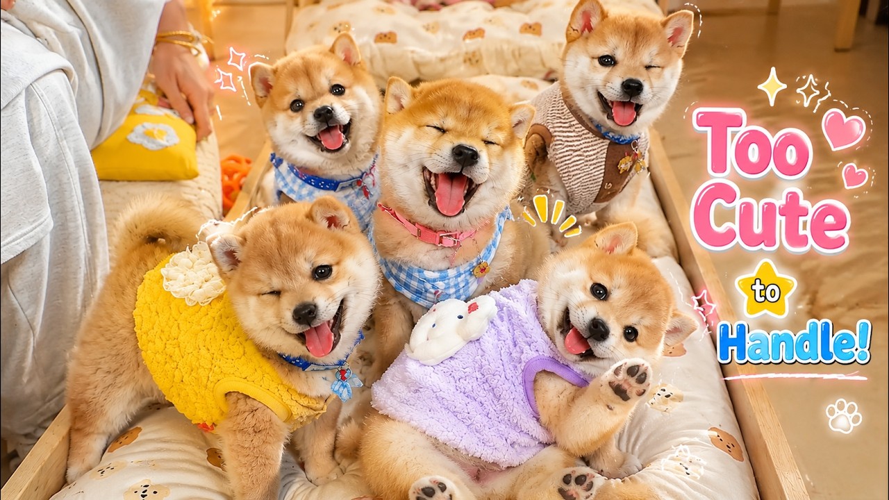 Warning: Extreme Puppy Cuteness Ahead 😭🐕/見たら絶対ニヤける柴犬