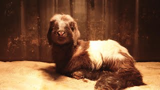 Researchers successfully clone Tibetan goats in NW China's Qinghai