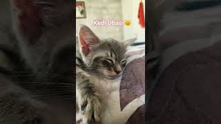 İzciler uyandı, bu hala rüyasında mama kovalıyor!"🏷️ #UyuyanKedi #FunnyCat #CatShorts #KomikKedi