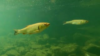 Underwater relaxing video of a mountain river with fish and water sounds for sleep and relaxation.