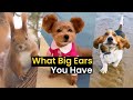 What Big Ears You Have | Best Big-Eared Animals