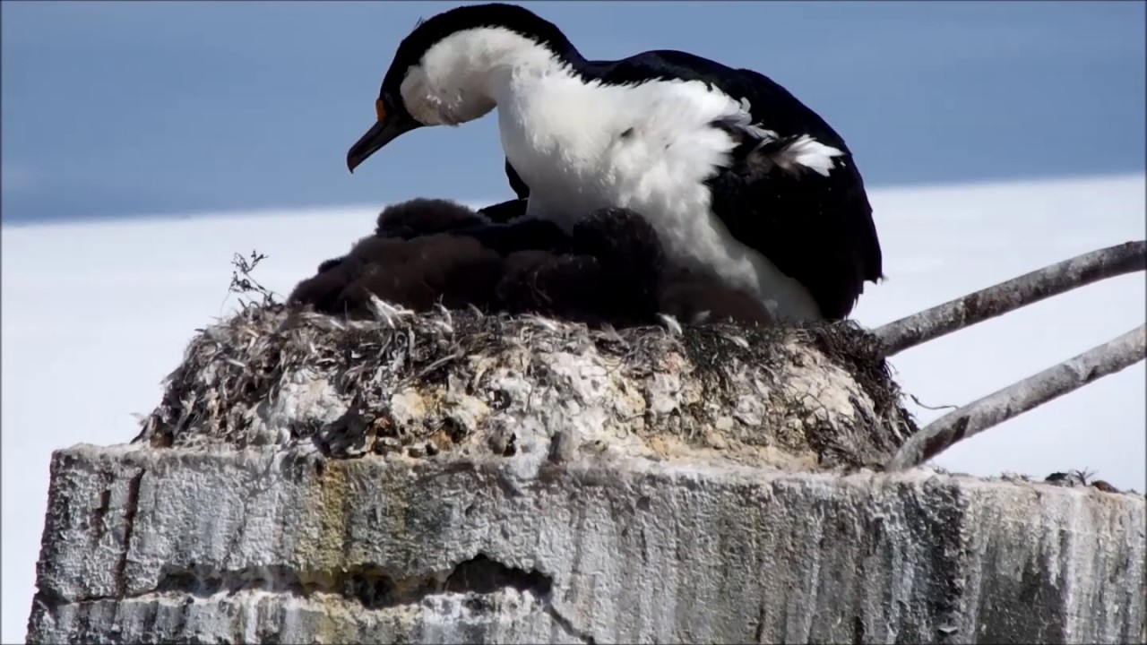Antarctic Shag with Chicks -- Jougla Point, Antarctica 