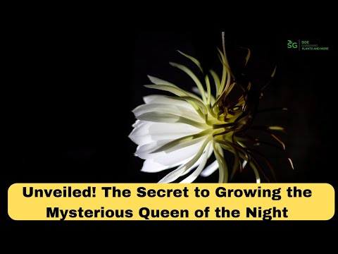 Unveiled! The Secret To Growing The Mysterious Queen Of The Night Flower!