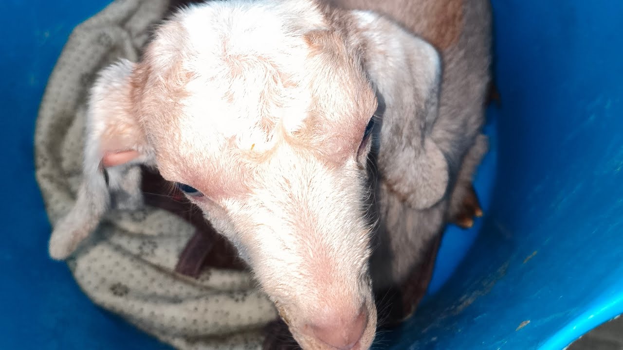 Субботняя суета на ферме 🐐