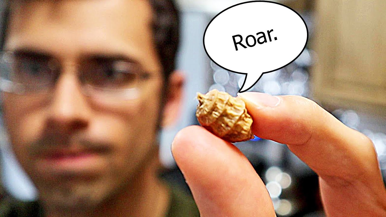 TIGER NUTS REVIEW + Milk Substitute Recipe (Cyperus esculentus) - Amazing Plants