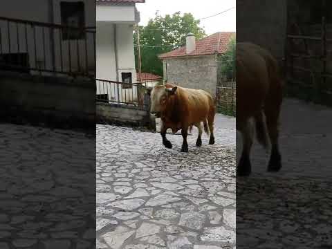 Θεορατος Ταυρος!!! κουκλος!