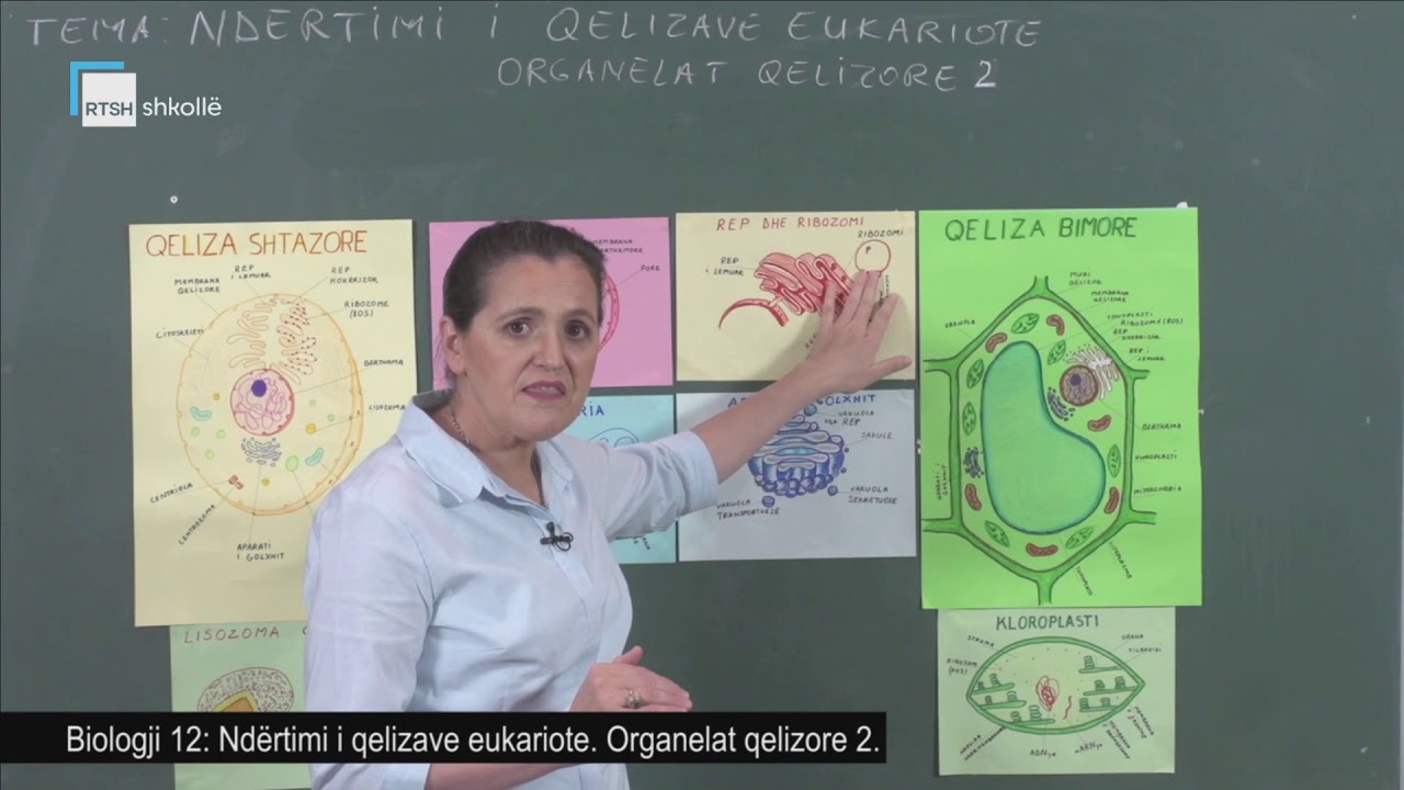 Biologji 12 - Ndërtimi i qelizave eukariote. Organelat qelizore (2)