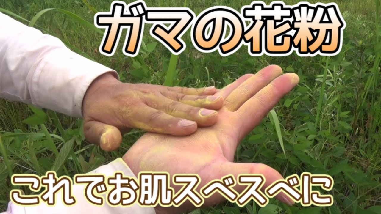 第1回塗るだけでお肌スベスベ ガマの花粉 野田市ホームページ 第1回塗るだけでお肌スベスベ ガマの花粉 野田市ホームページ