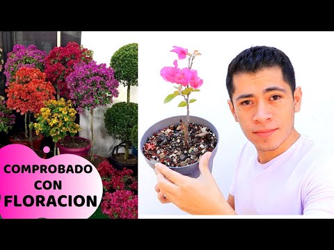 Video: Cómo deshacerse de las puntas de las hojas marrones en las plantas ornamentales