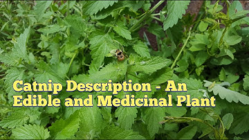 Catnip - Wild Edible and Medicinal Plant and Potential Off-Grid Resource