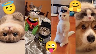 Самые смешные и Самые милые котята в мире / Приколы с котами 2023  #1