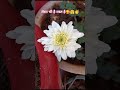 हम अपनी बराबरी किसी से नहीं करते हैं #motivational #gardening #terracegarden #shortfeed #shorts #yt
