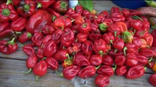 ⟹ 2nd HARVEST - DECK Peppers an Tomatoes 8/28/2016 #pepper